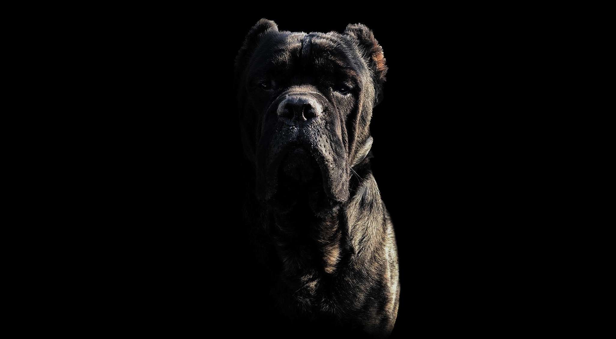 Castillo Cane Corso