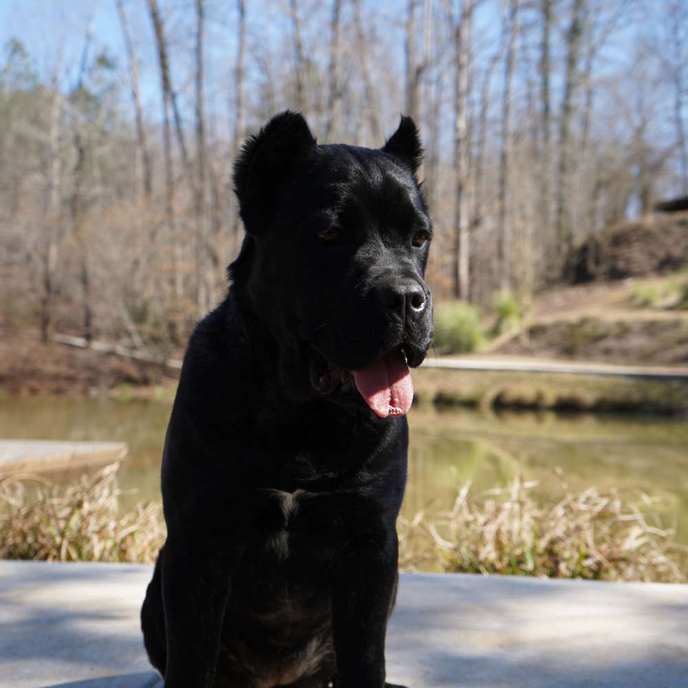 Castillo’s Khaleesi