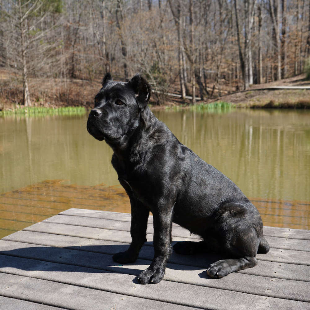 Castillo’s Khaleesi