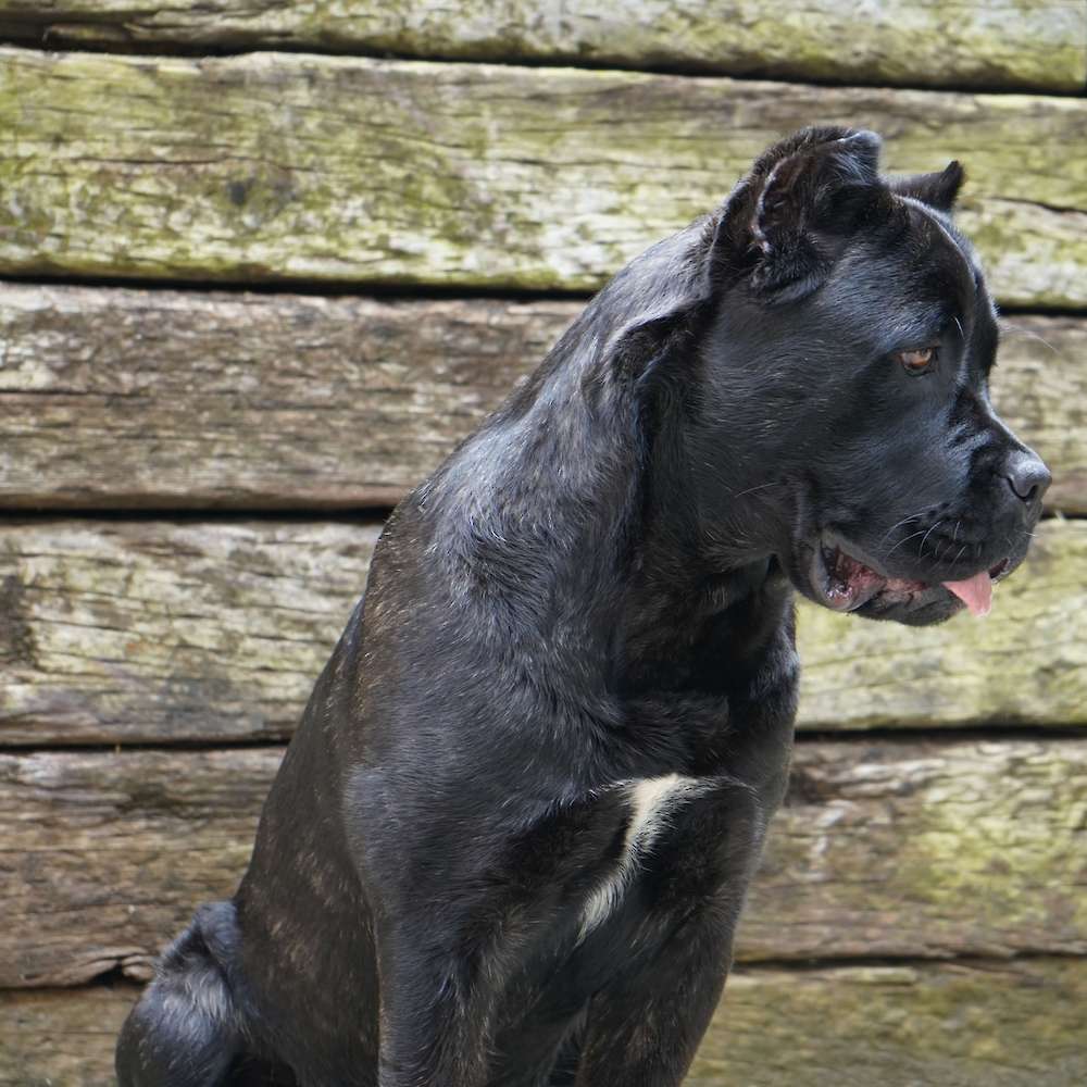 Castillo’s Khaleesi