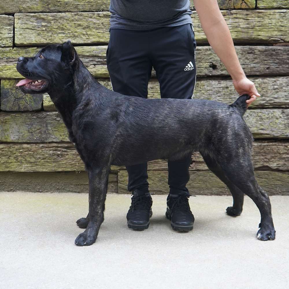 Castillo’s Khaleesi