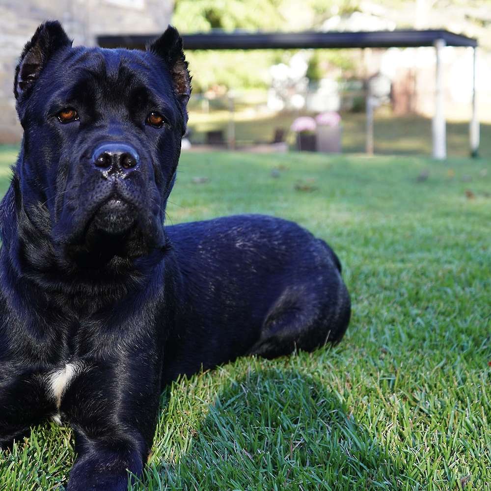 Castillo’s Khaleesi