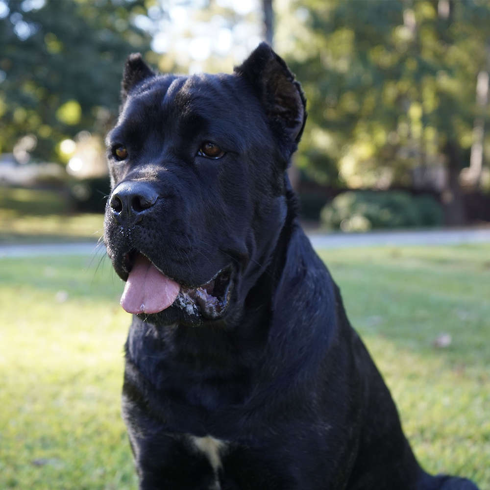 Castillo’s Khaleesi