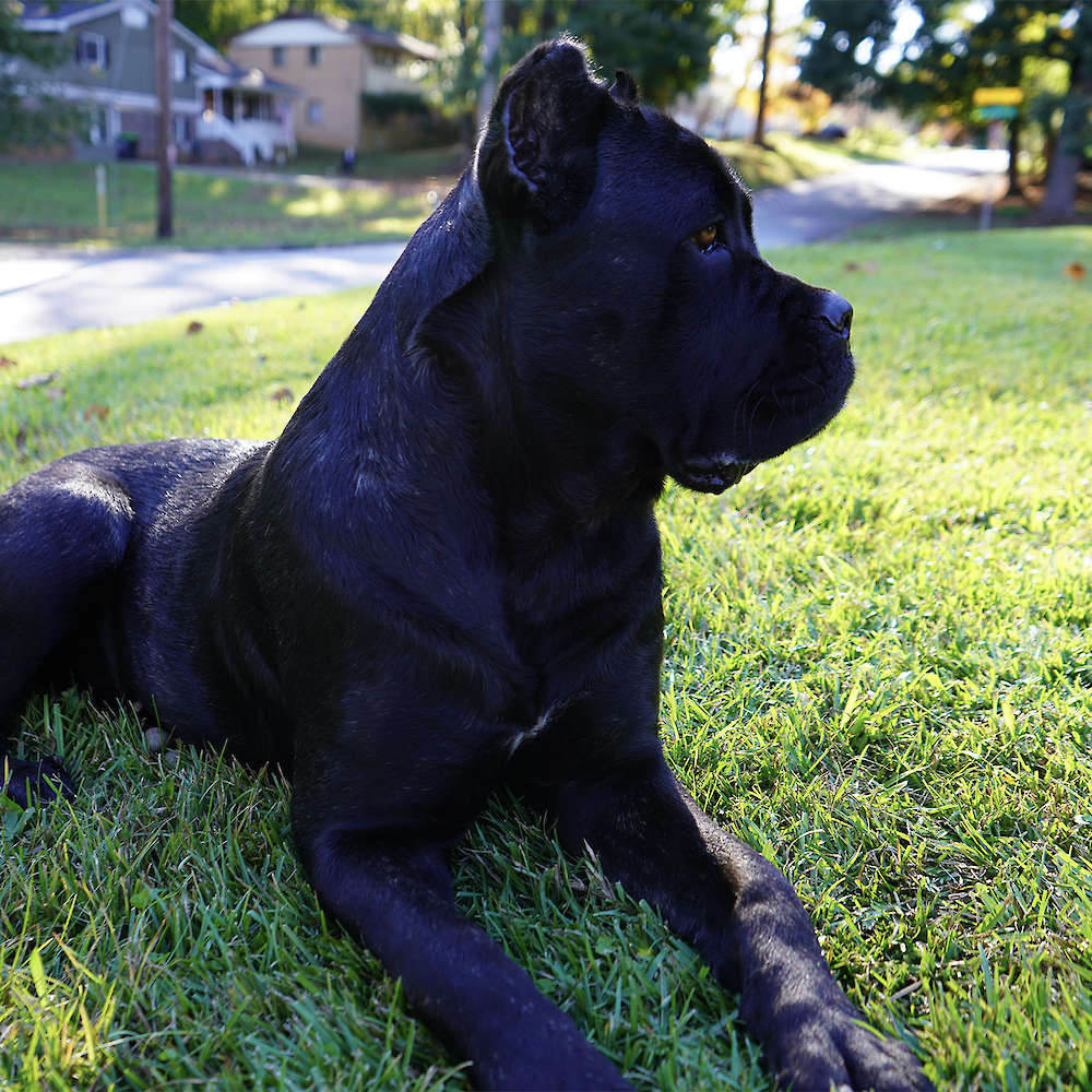 Castillo’s Khaleesi