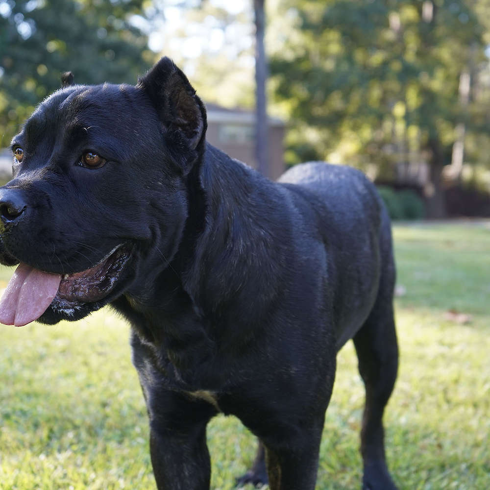 Castillo’s Khaleesi