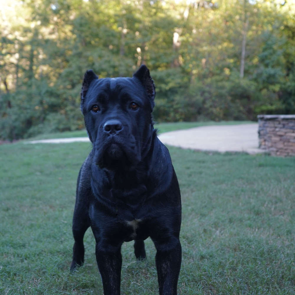 Castillo’s Khaleesi