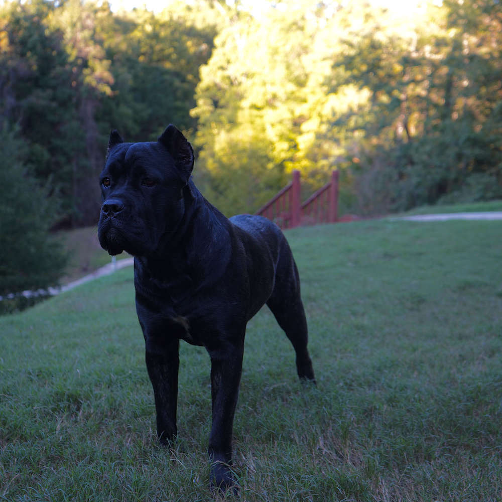 Castillo’s Khaleesi