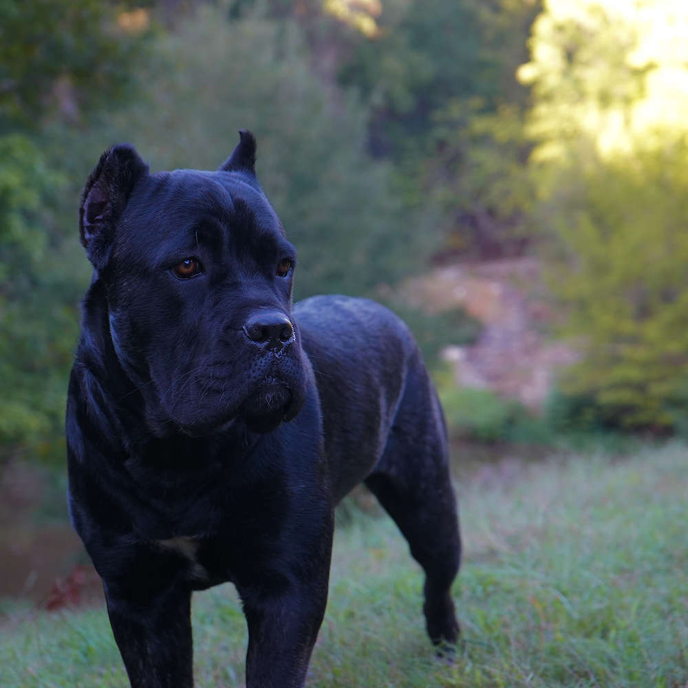 Castillo’s Khaleesi