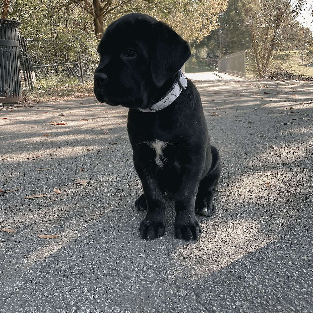 Castillo’s Khaleesi