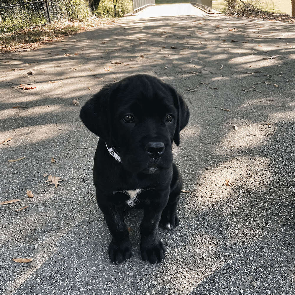 Castillo’s Khaleesi