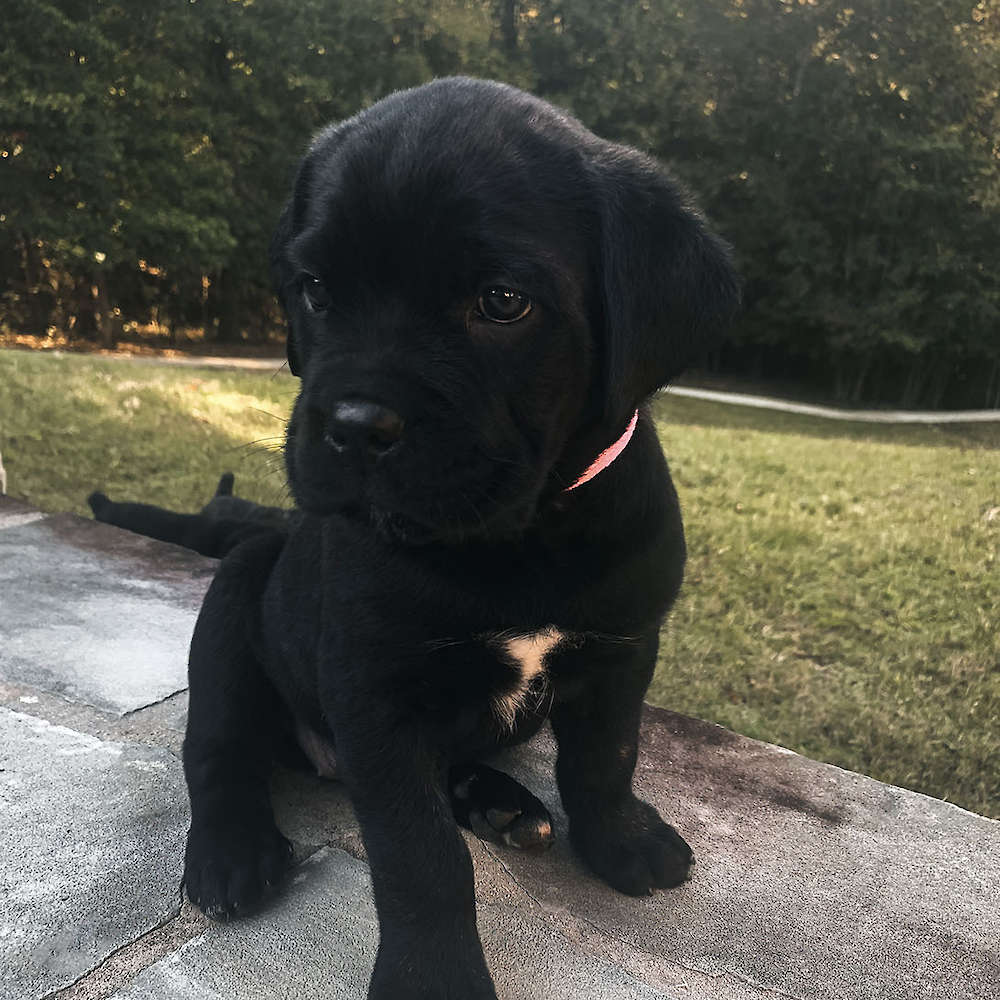 Castillo’s Khaleesi