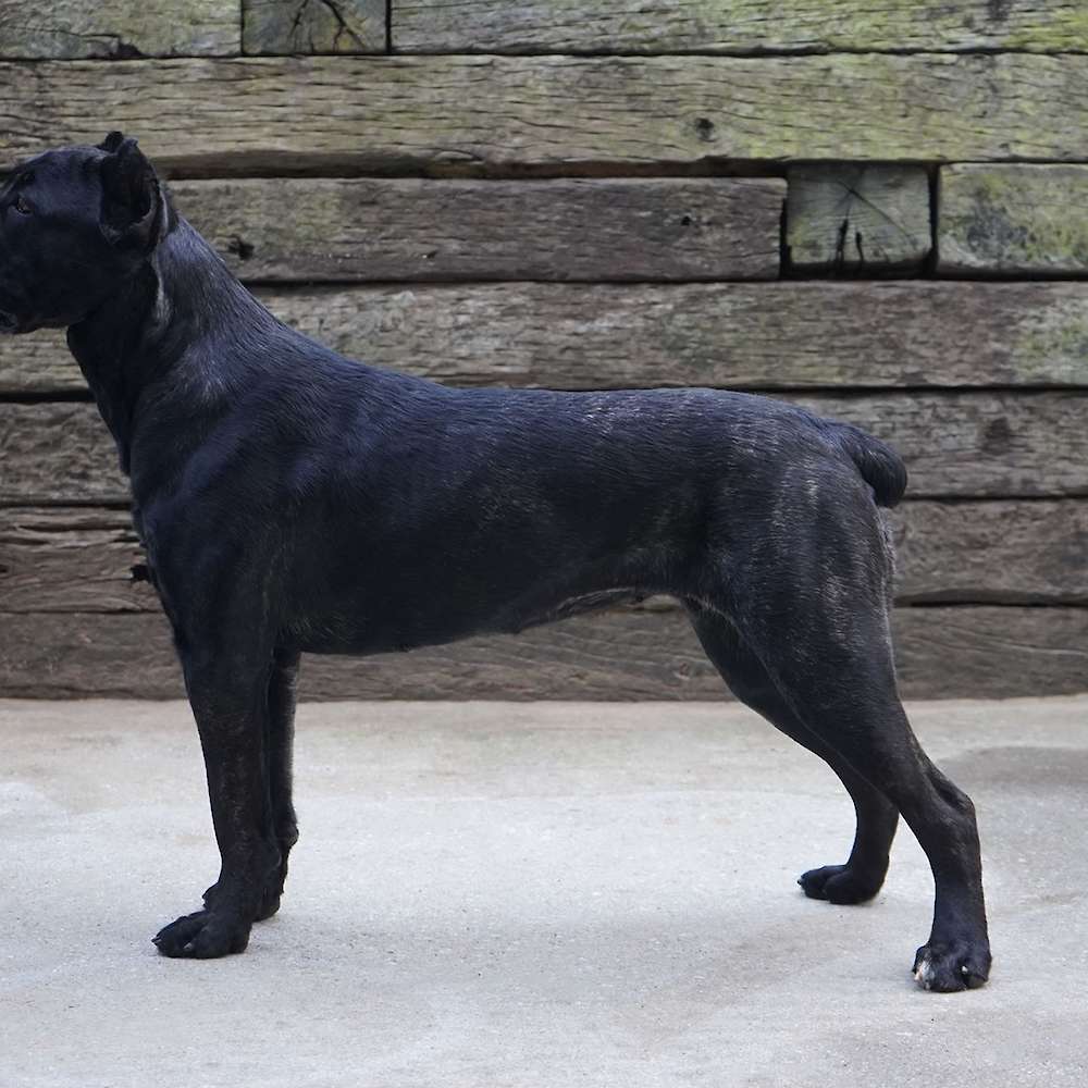 Castillo’s Khaleesi