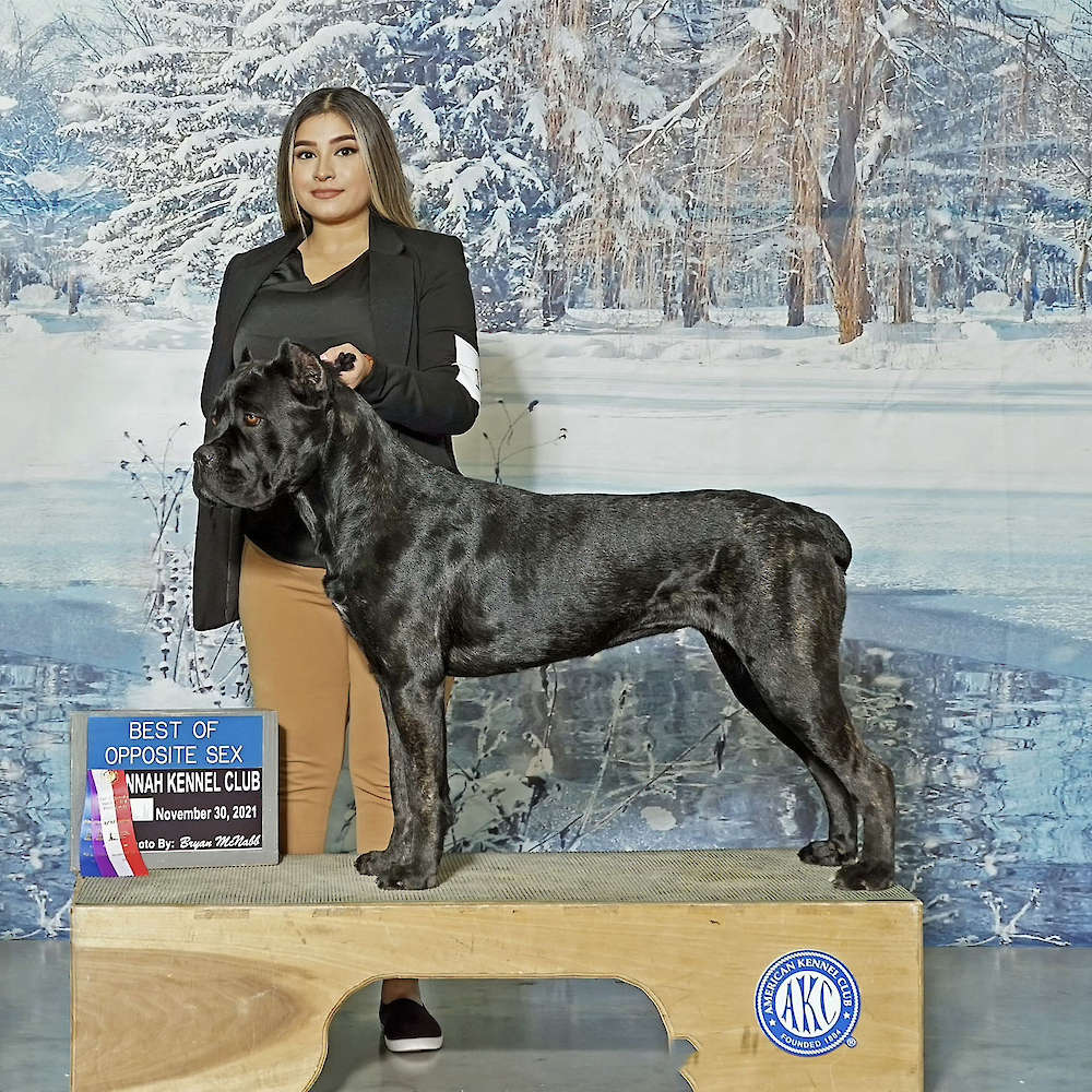 Castillo’s Khaleesi