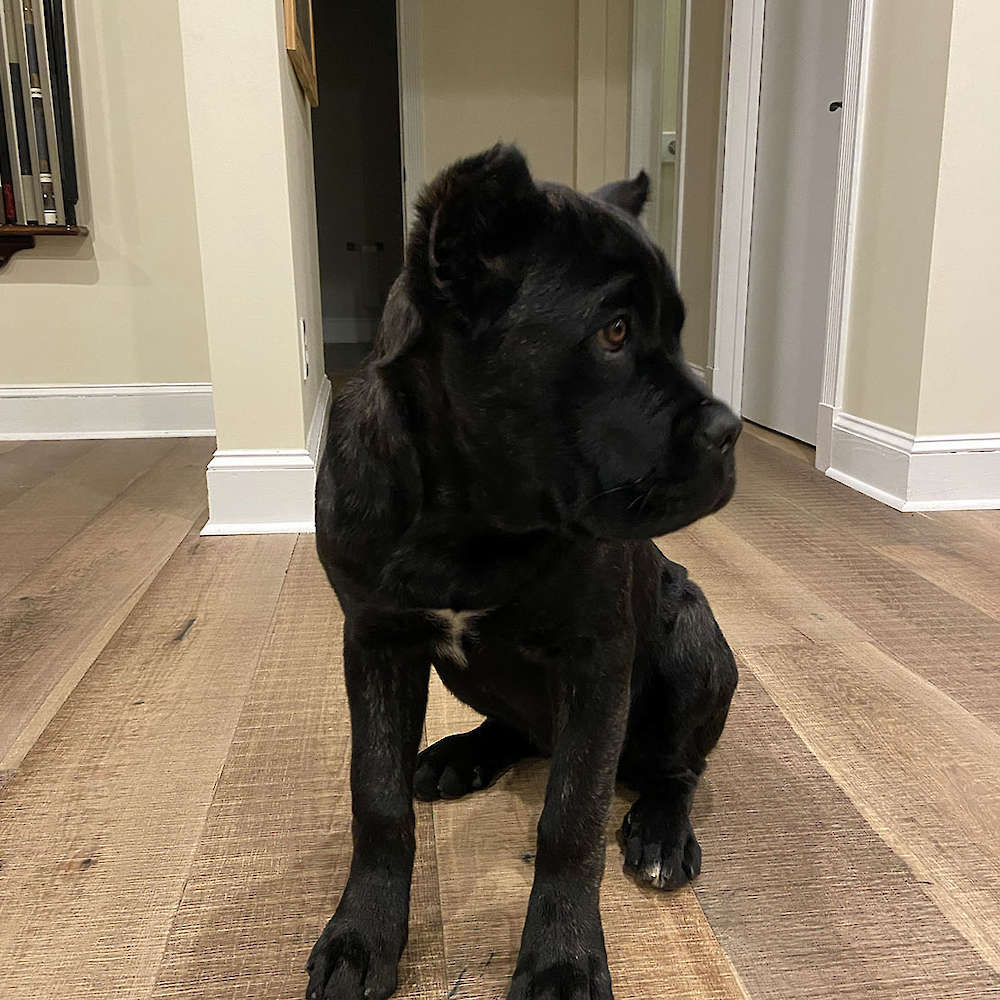 Castillo’s Khaleesi