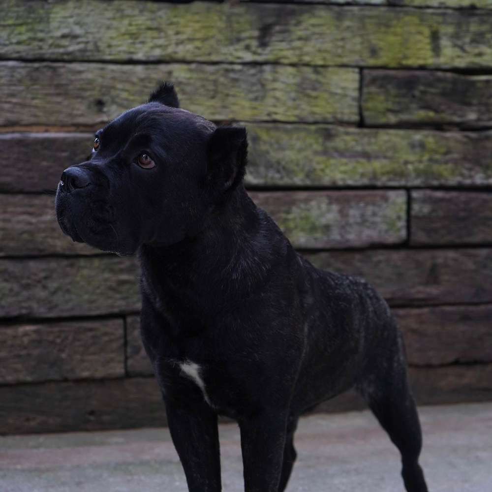 Castillo’s Khaleesi