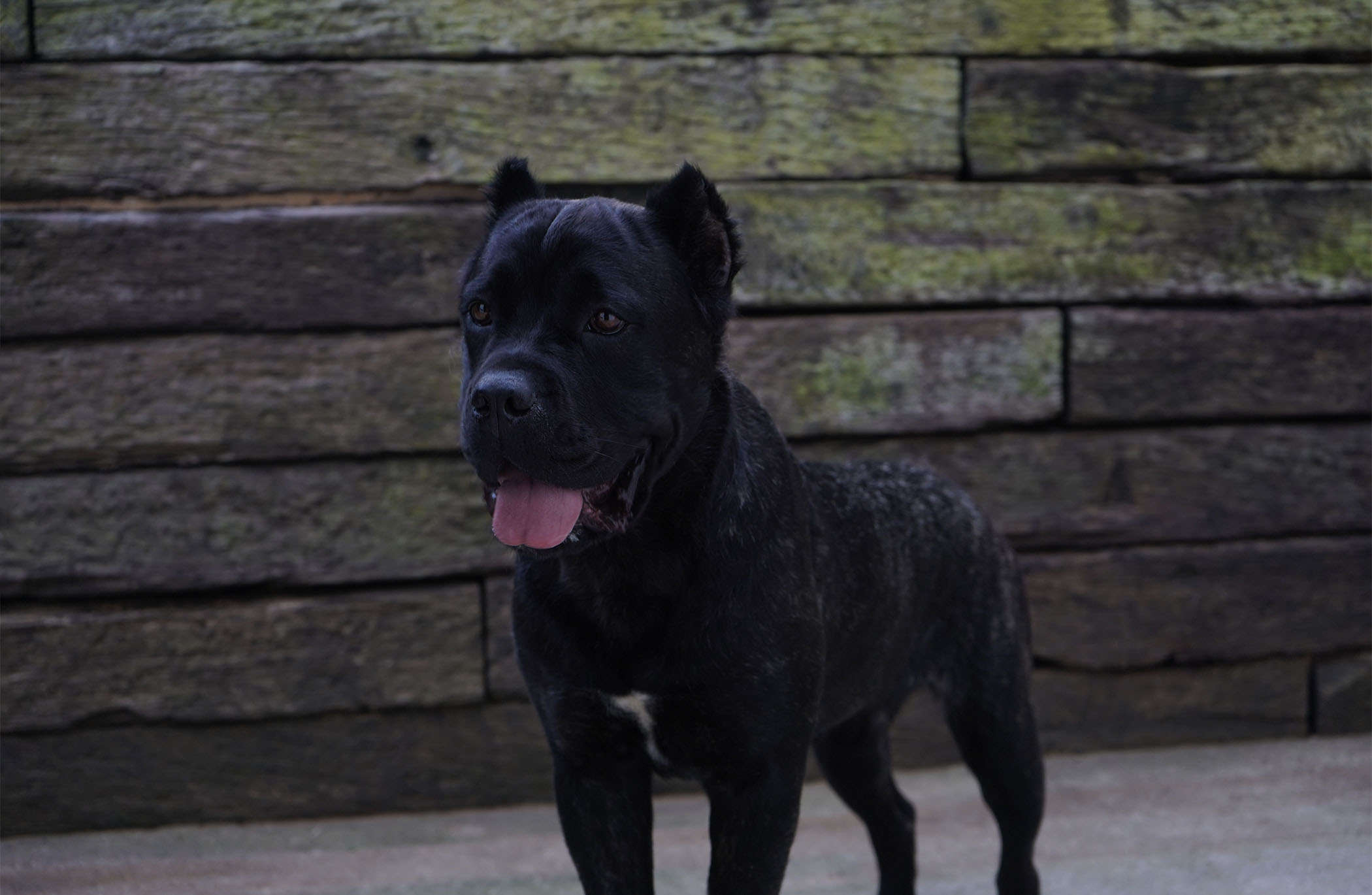 Castillo’s Khaleesi