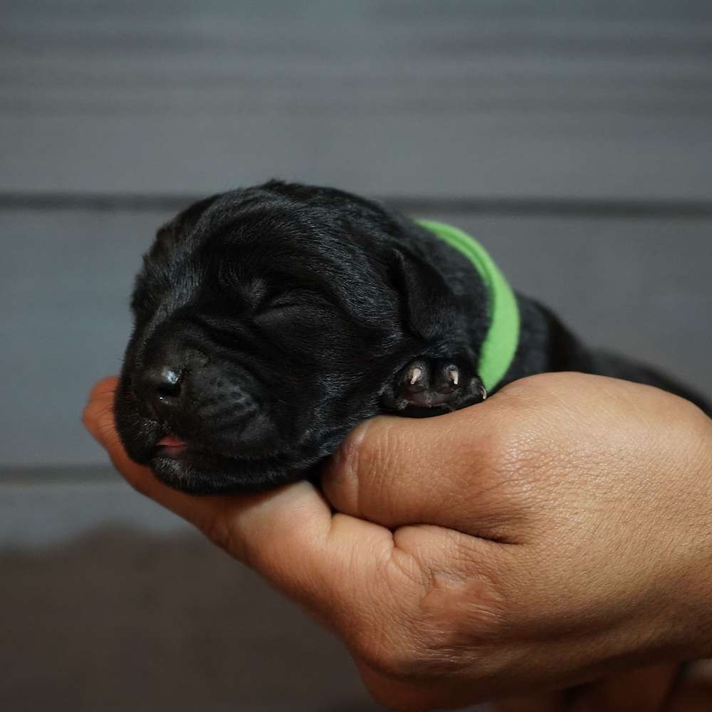 Apollo X Midnight Litter A