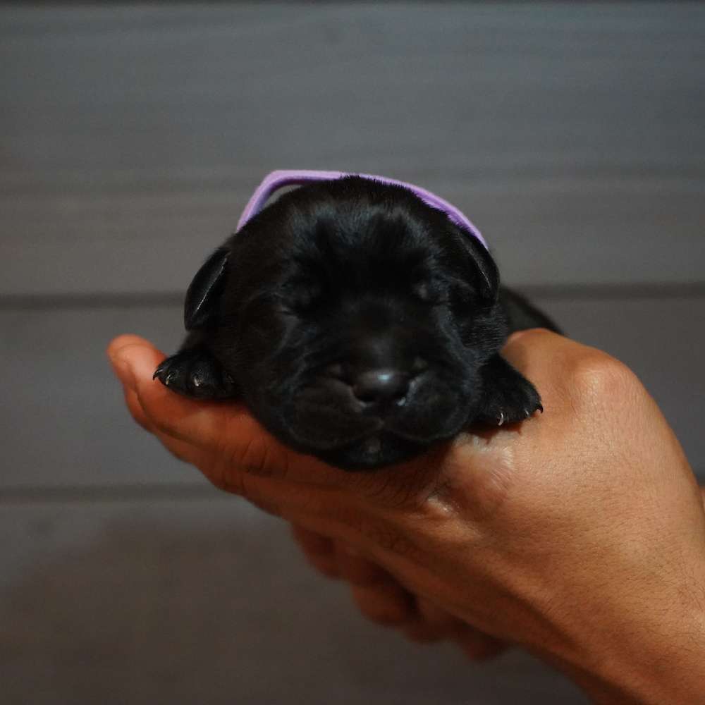 Apollo X Midnight Litter A
