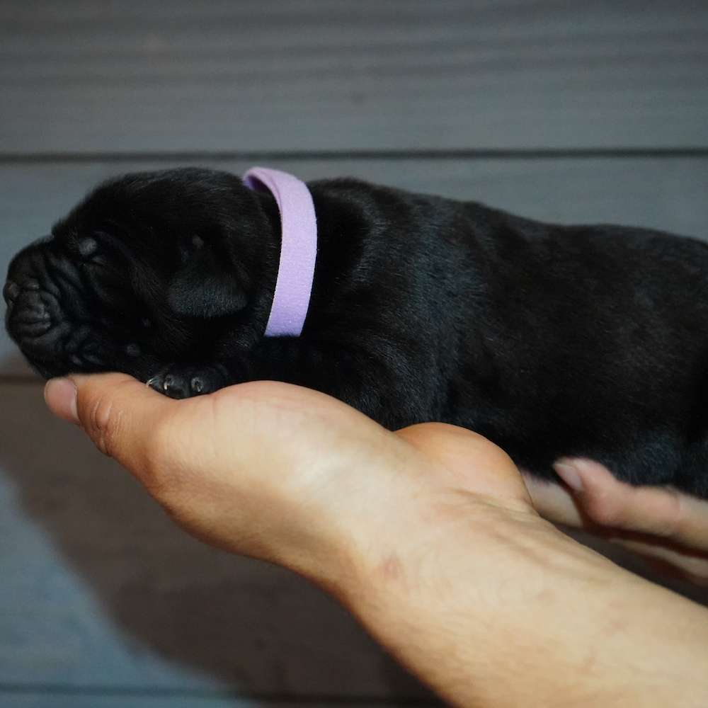 Apollo X Midnight Litter A