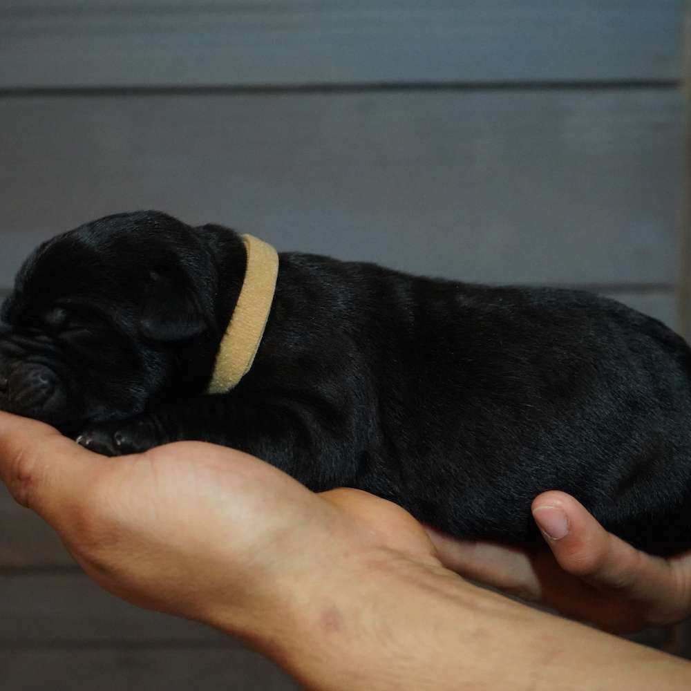 Apollo X Midnight Litter A