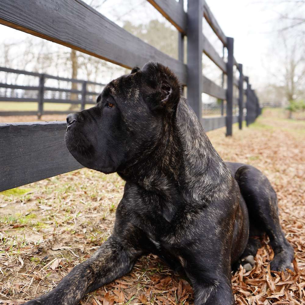 Castillo’s Batista