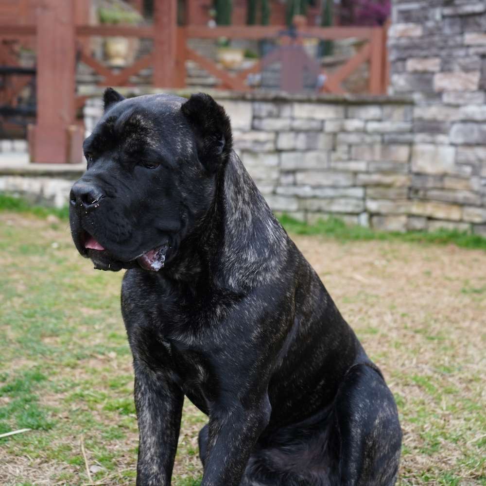 Castillo’s Batista