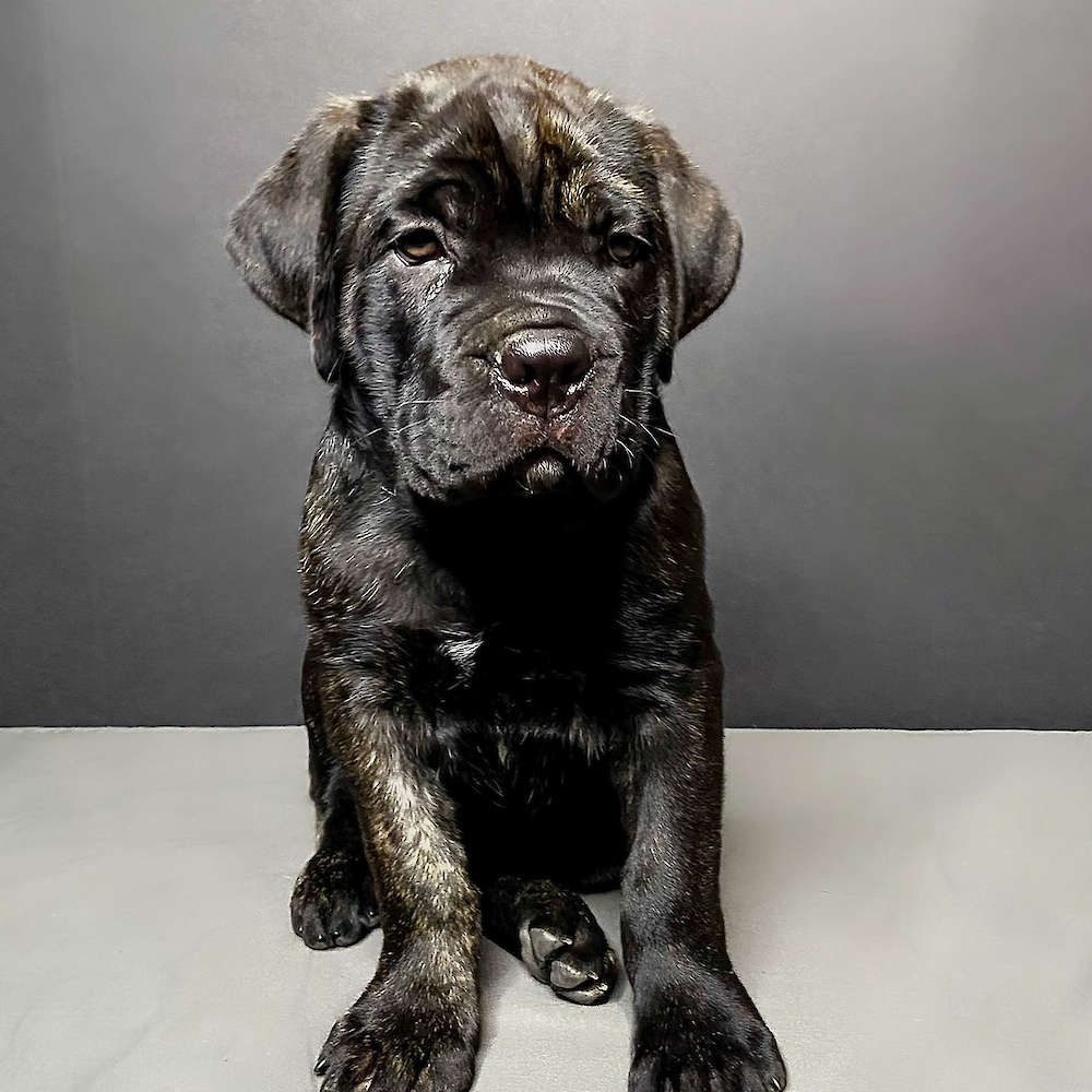 Castillo’s Batista