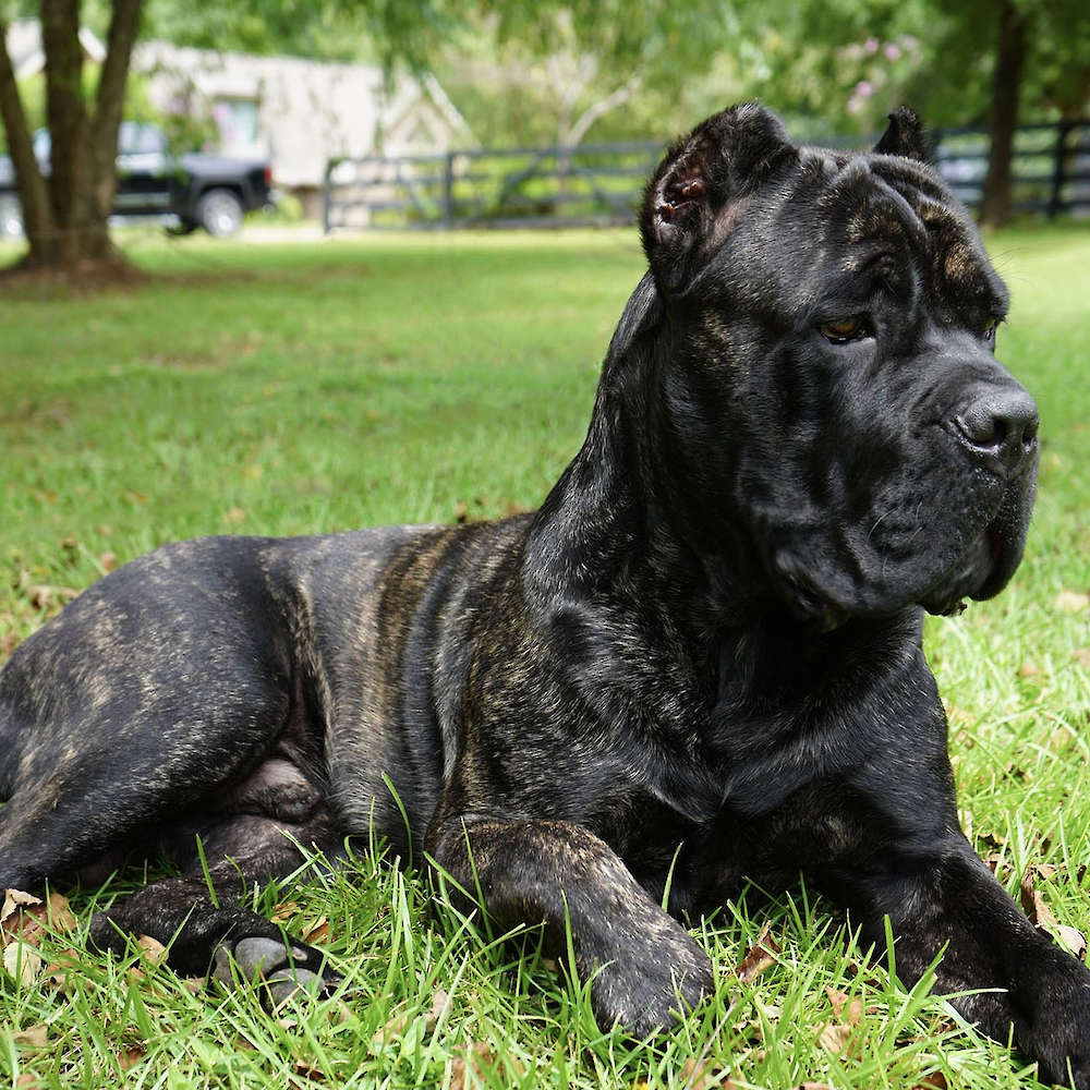 Castillo’s Batista