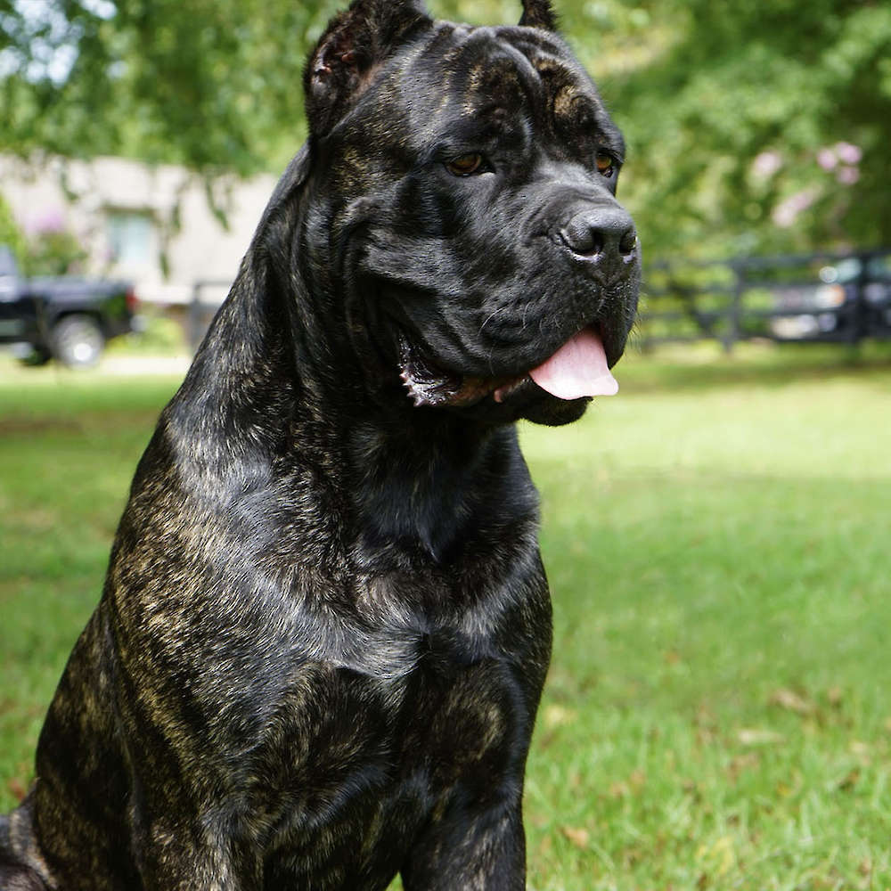 Castillo’s Batista