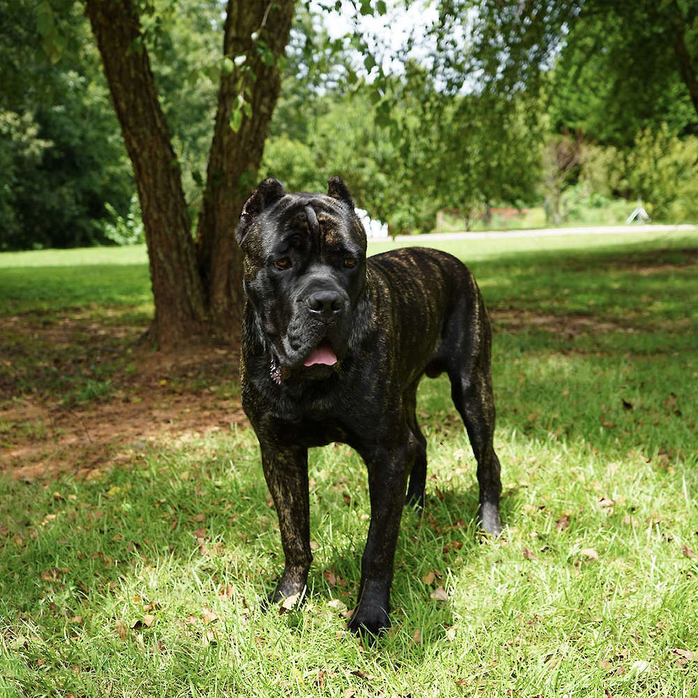 Castillo’s Batista