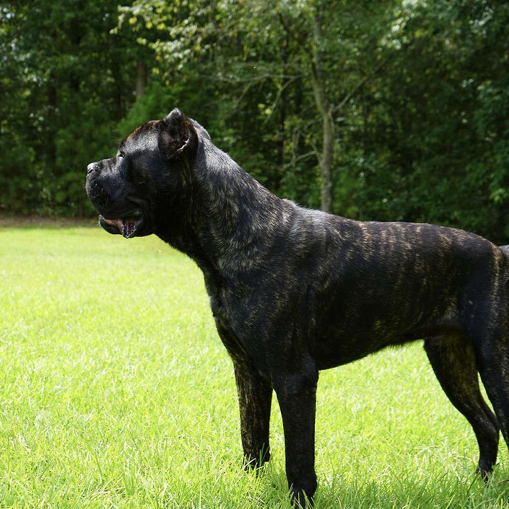 Castillo’s Batista