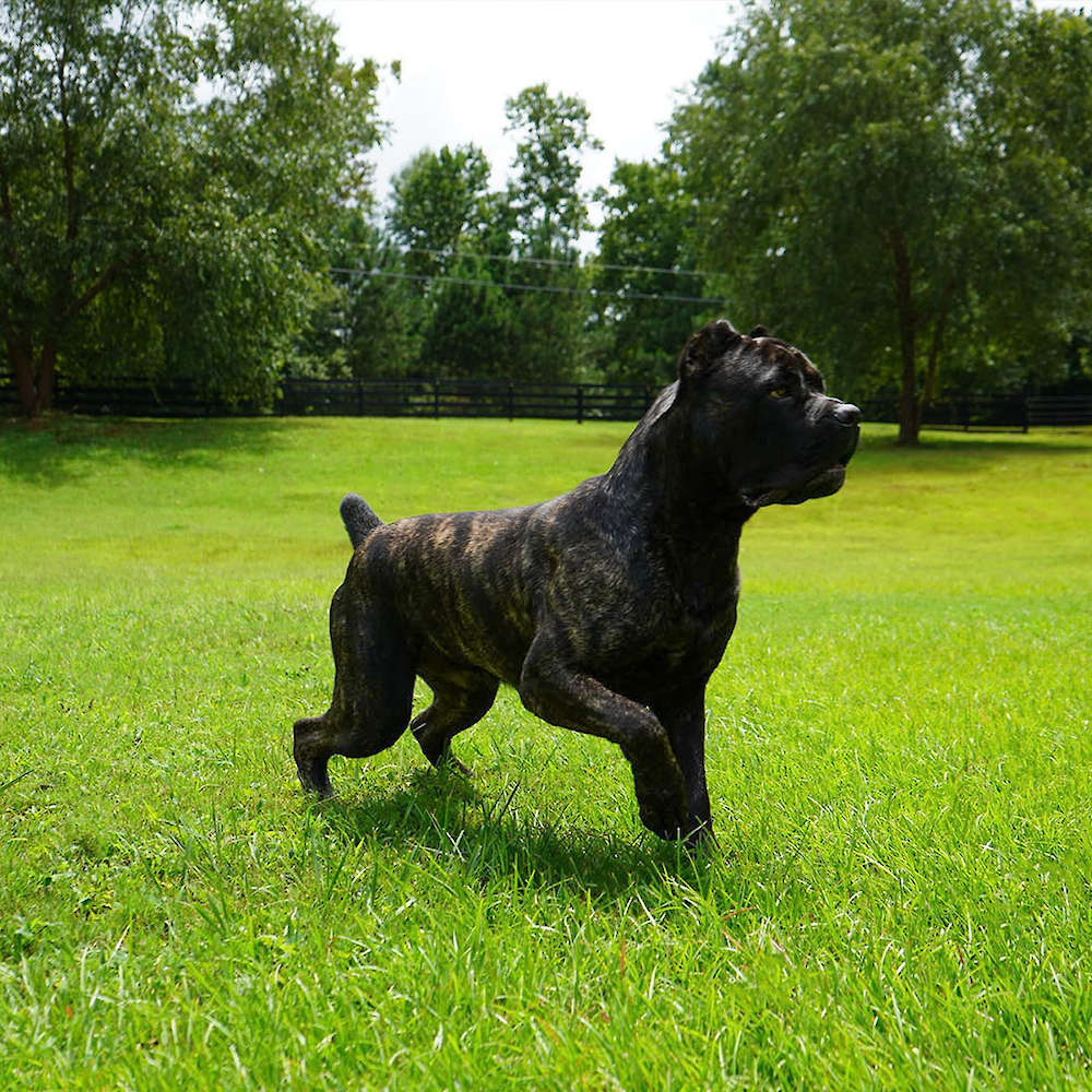 Castillo’s Batista