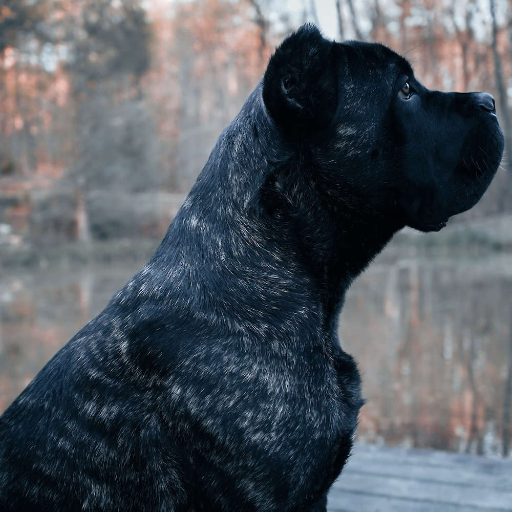 Castillo’s Batista