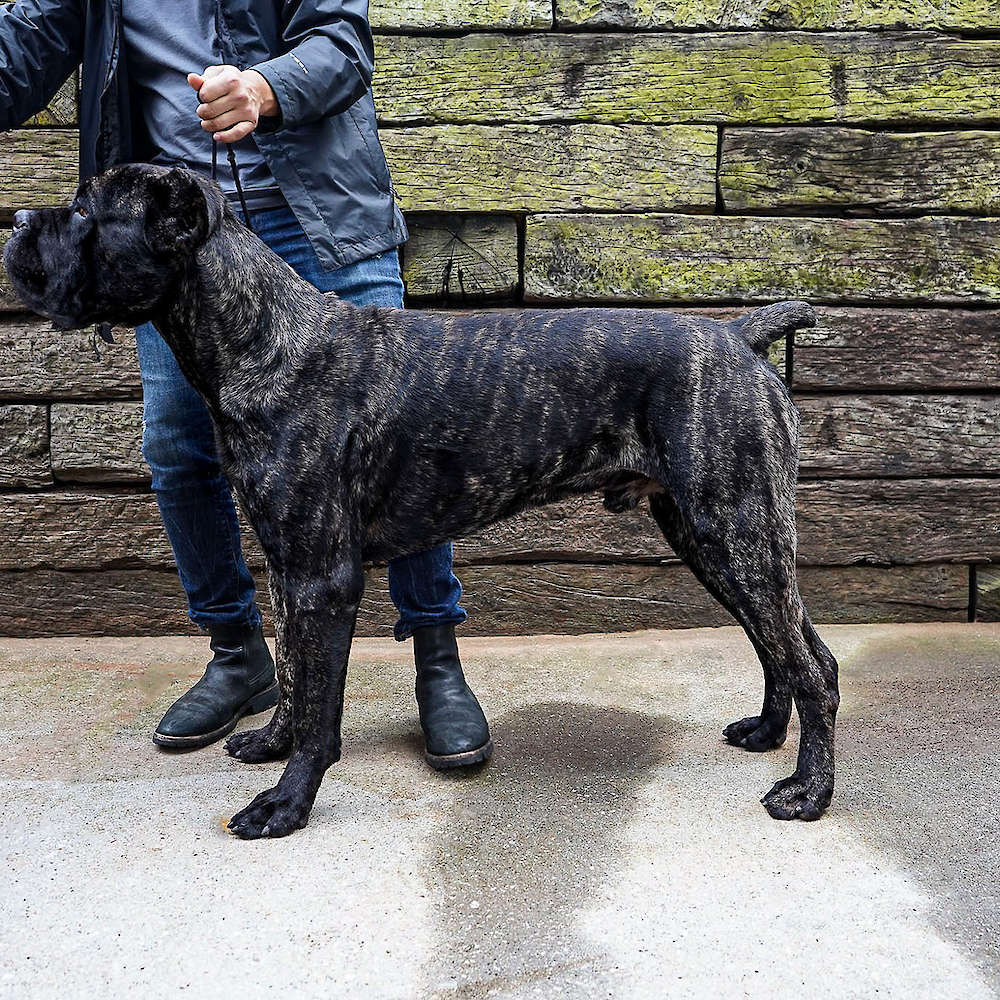 Castillo’s Batista