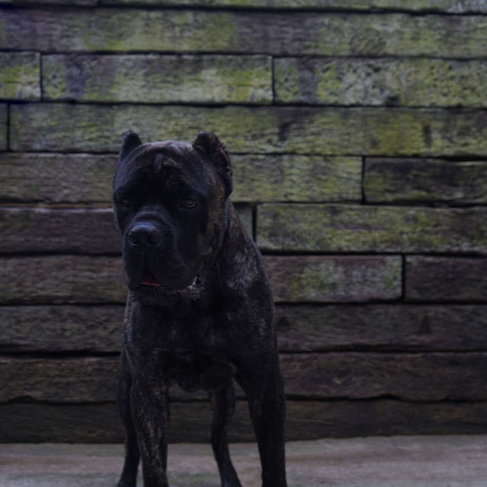 Castillo’s Batista