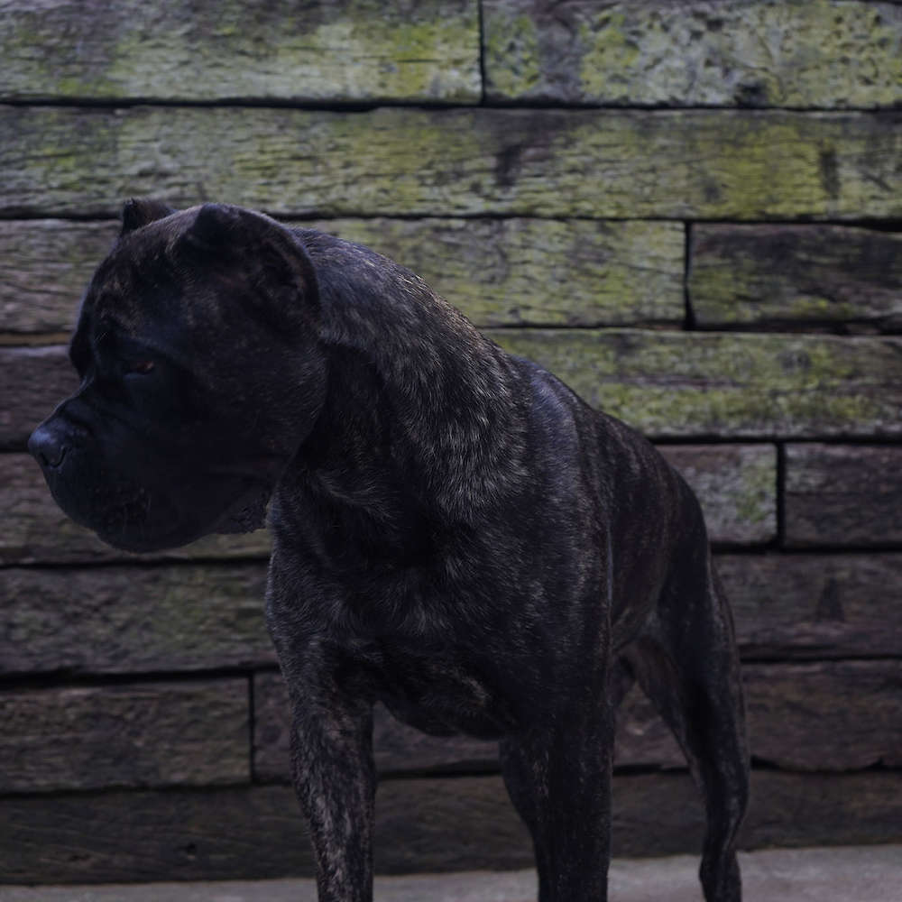 Castillo’s Batista