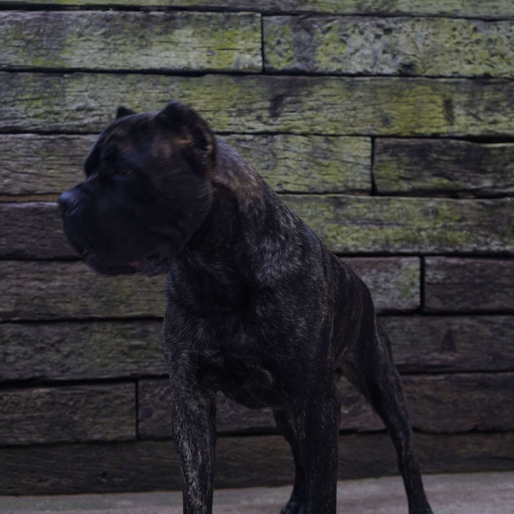 Castillo’s Batista