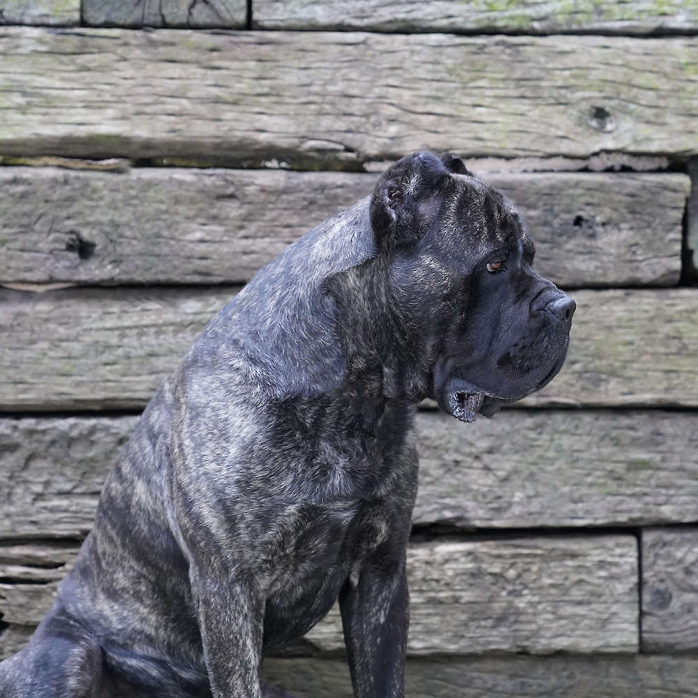 Castillo’s Batista