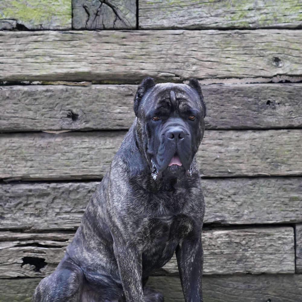 Castillo’s Batista