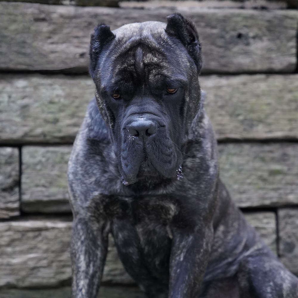 Castillo’s Batista