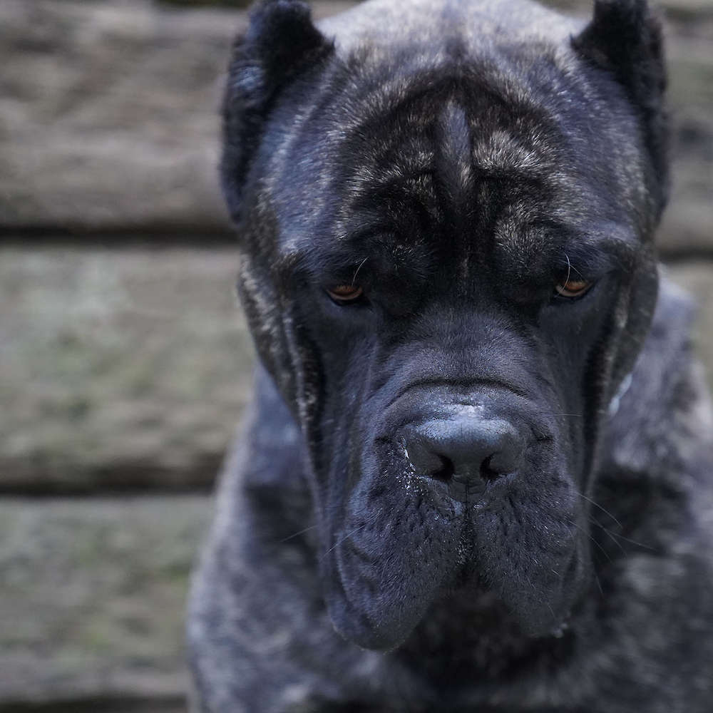 Castillo’s Batista