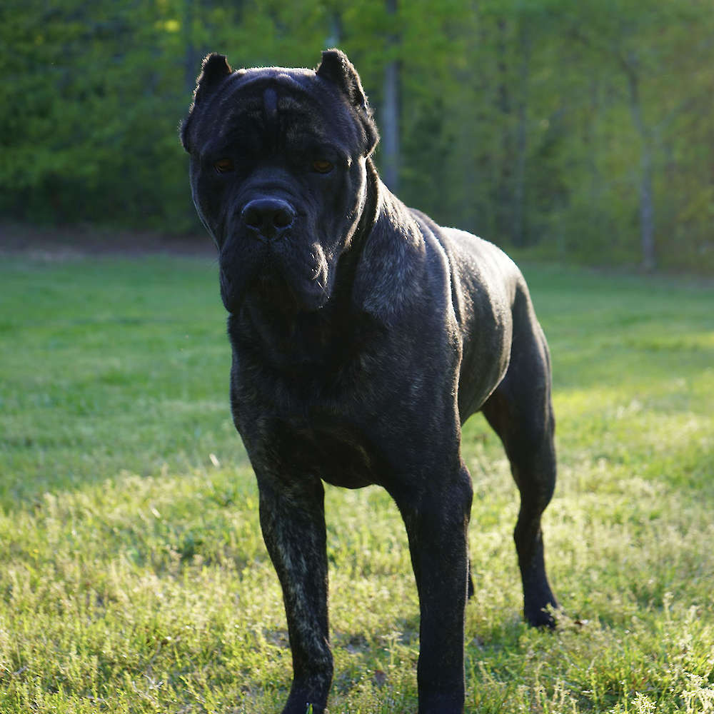 Castillo’s Batista