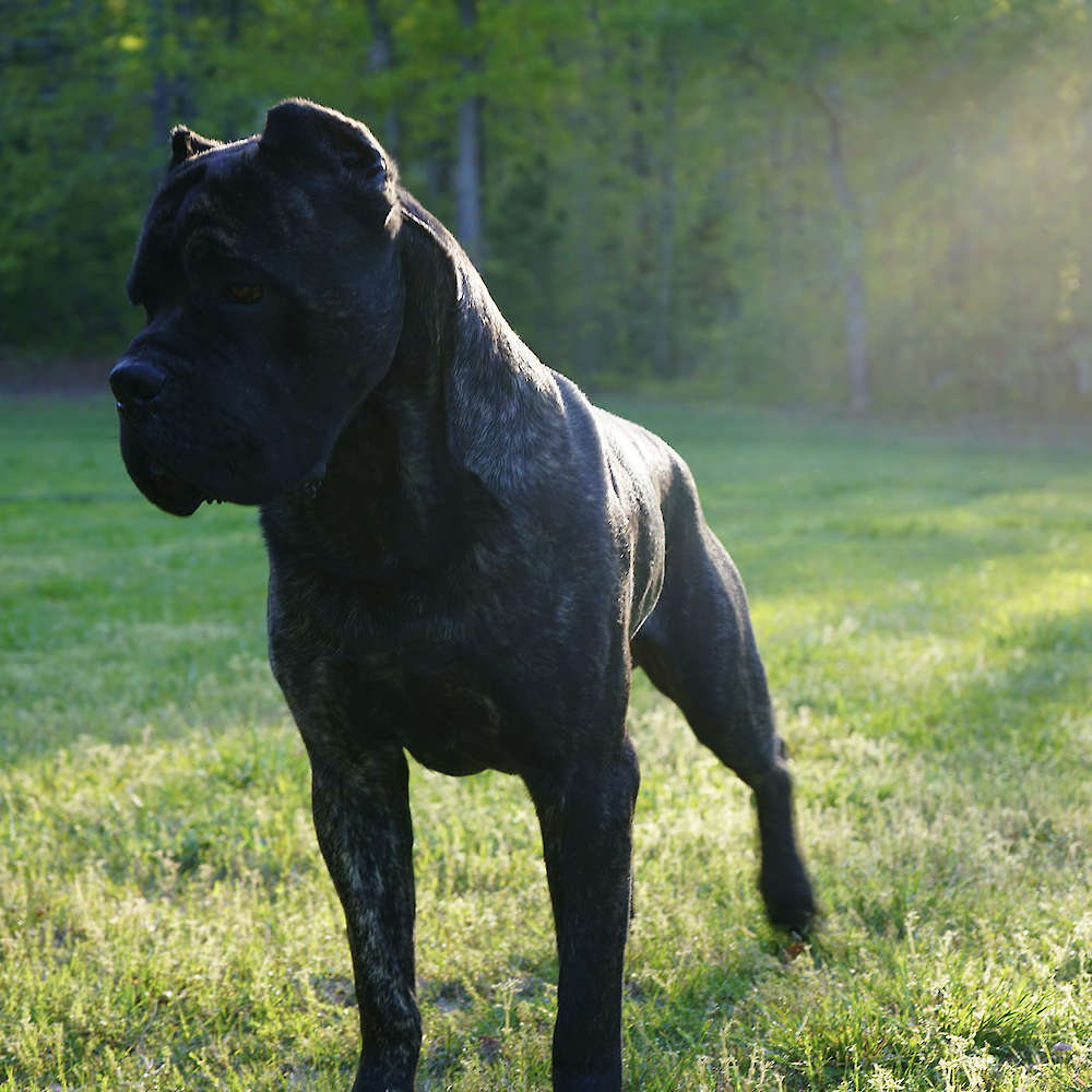 Castillo’s Batista