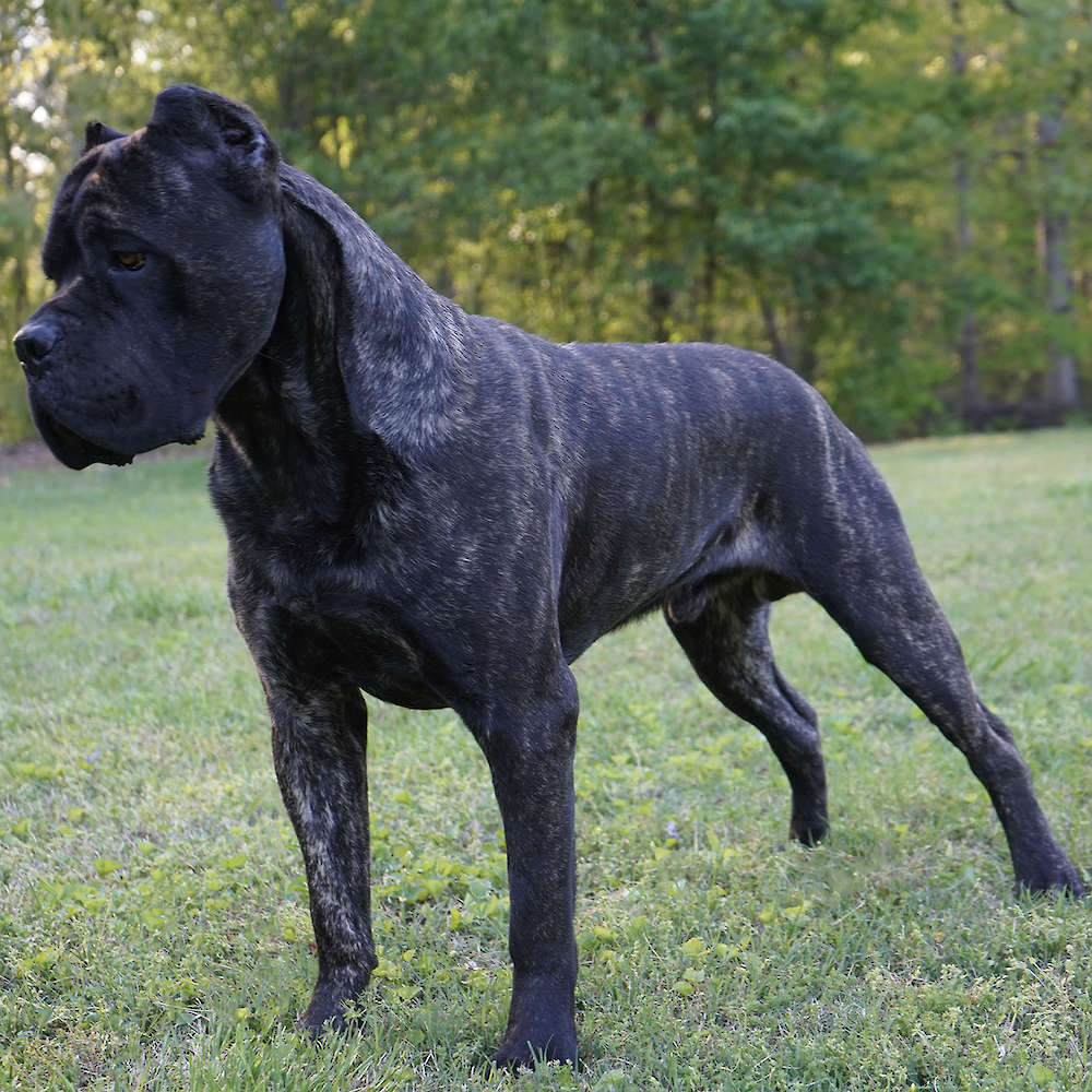 Castillo’s Batista