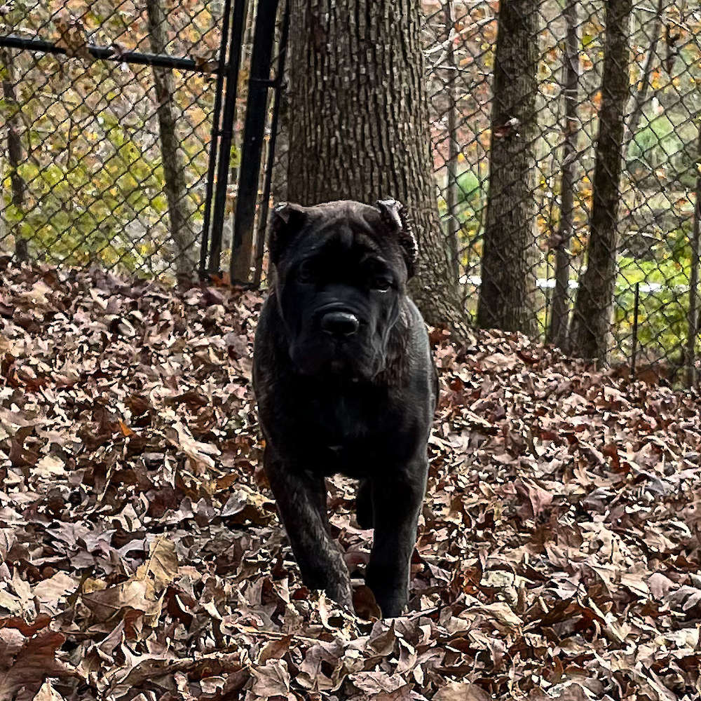 Castillo’s Batista