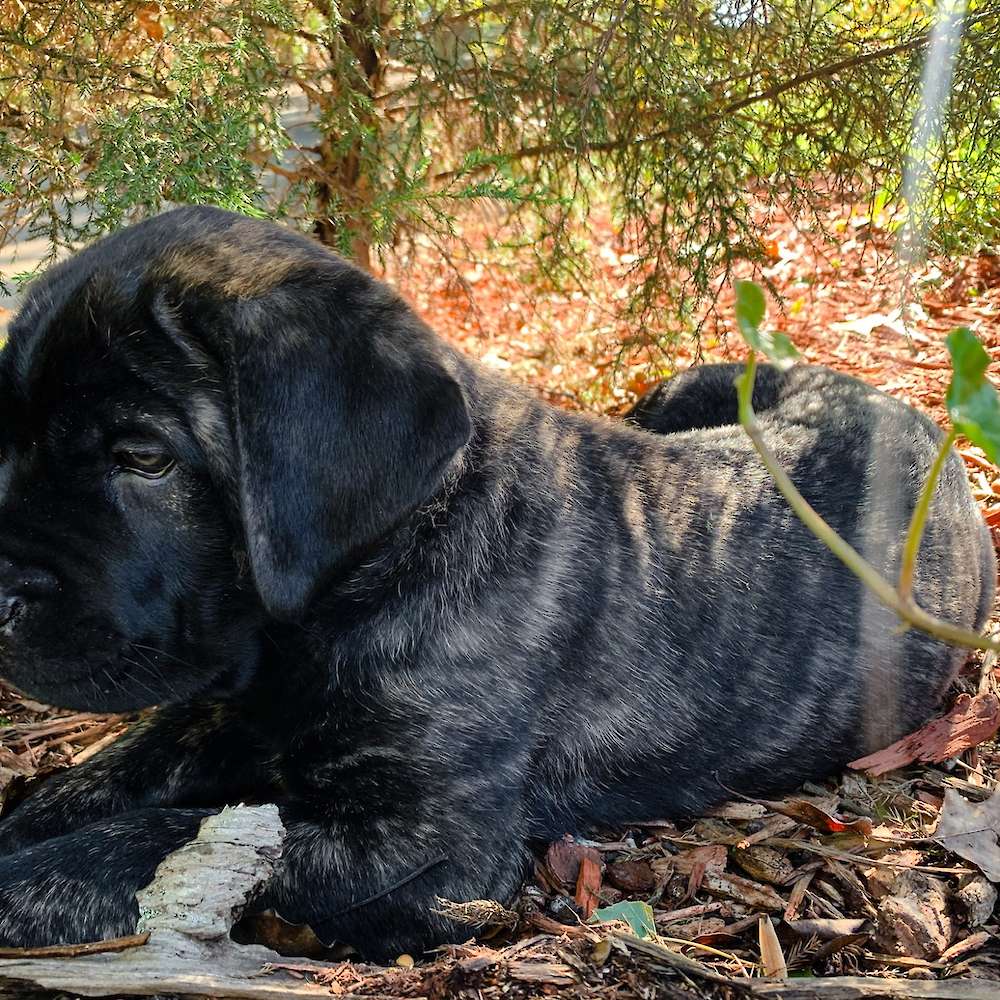 Castillo’s Batista