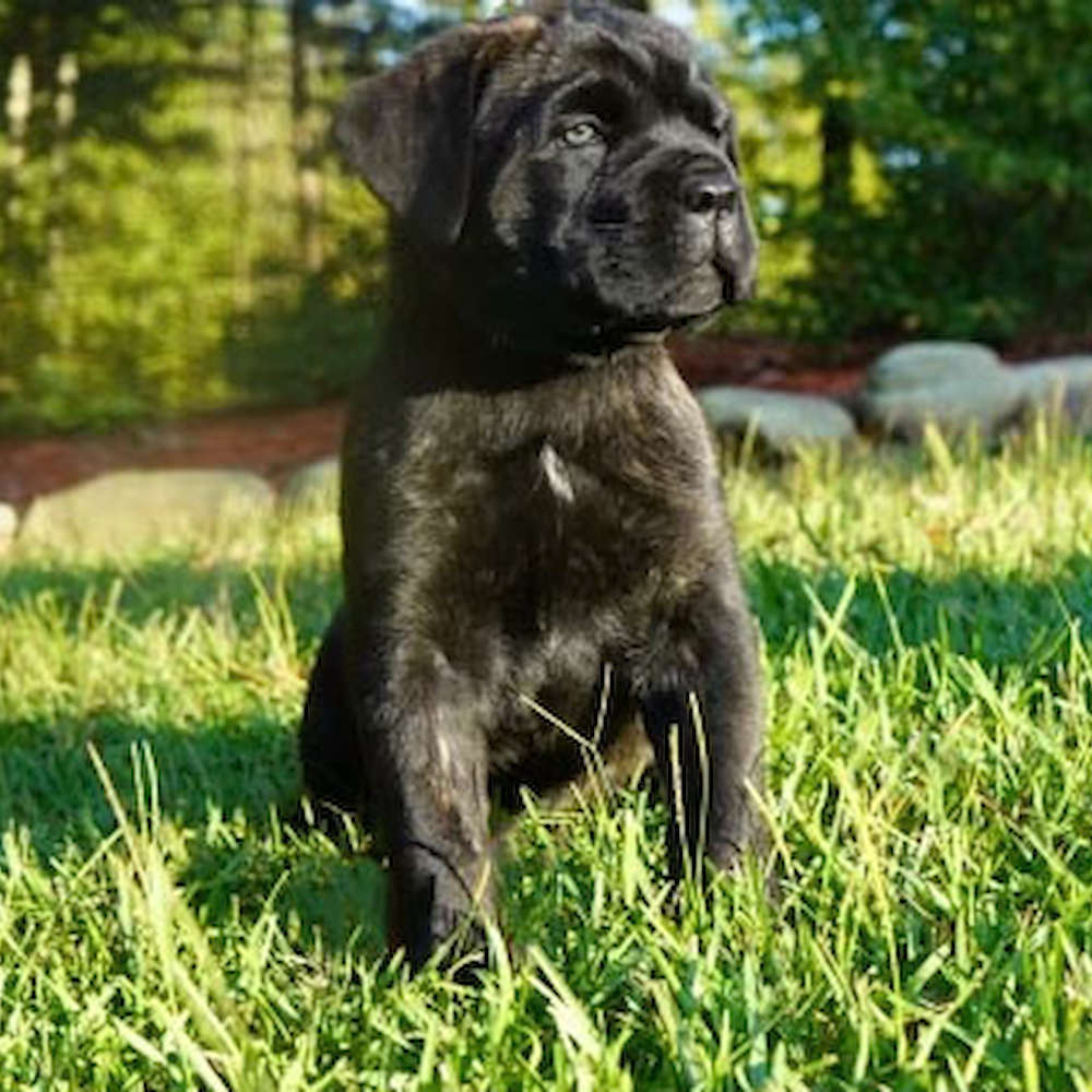 Castillo’s Batista