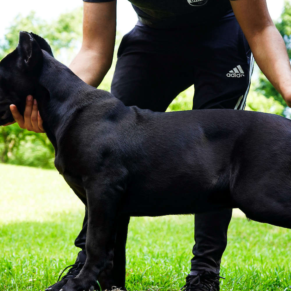 Manuel Di T Cane Dos Talarico