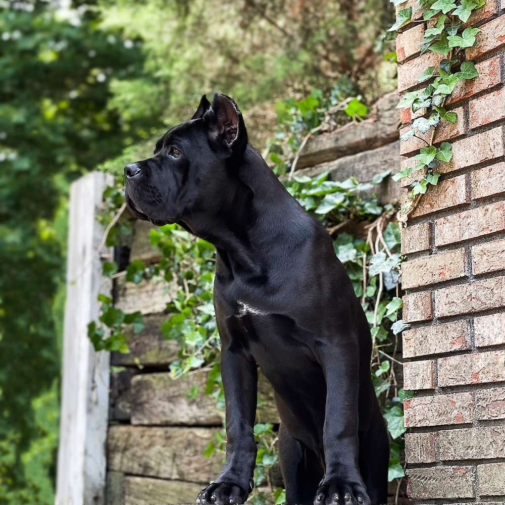 Manuel Di T Cane Dos Talarico