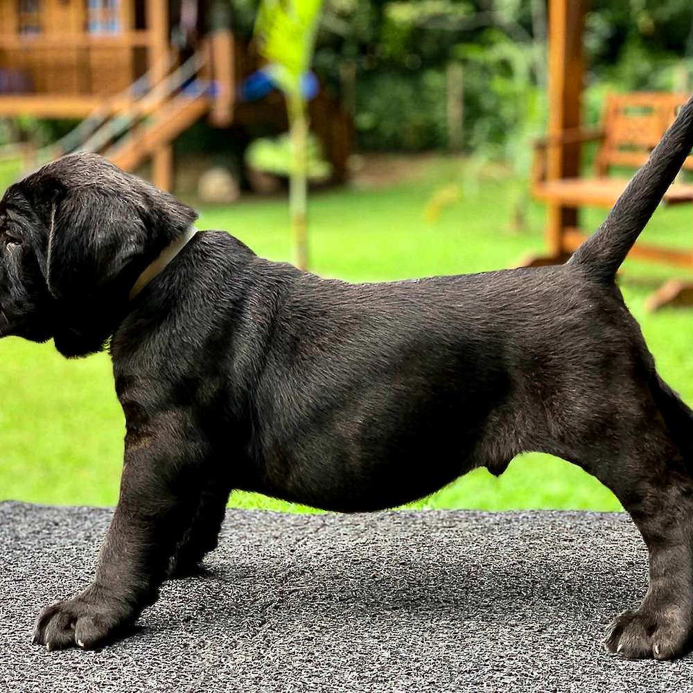 Manuel Di T Cane Dos Talarico